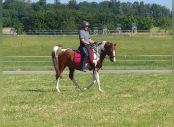 Arabian Partbred, Gelding, 12 years, 15.1 hh, Pinto