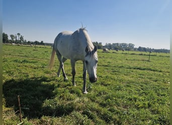 Arabian Partbred, Gelding, 13 years, 15.1 hh, Gray