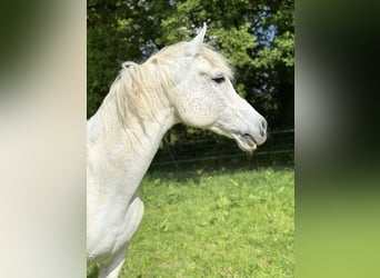 Arabian Partbred, Gelding, 17 years, 15,2 hh, Gray-Fleabitten