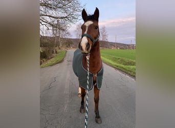 Arabian Partbred, Gelding, 18 years, 14.3 hh, Bay