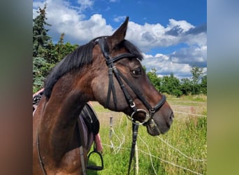 Arabian Partbred, Gelding, 18 years, 14,3 hh, Brown