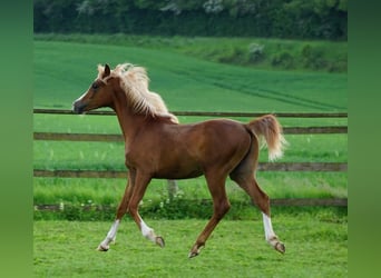 Arabian Partbred Mix, Gelding, 1 year, 15.1 hh, Chestnut-Red