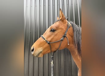 Arabian Partbred, Gelding, 2 years, 14,2 hh, Brown