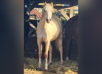 Arabian Partbred, Gelding, 2 years, 15 hh, Palomino
