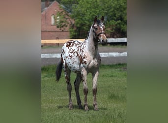 Arabian Partbred Mix, Gelding, 2 years, 16 hh, Leopard-Piebald