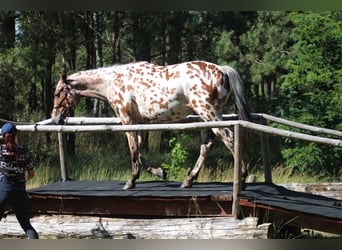 Arabian Partbred Mix, Gelding, 2 years, 16 hh, Leopard-Piebald