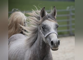 Arabian Partbred, Gelding, 2 years, Gray