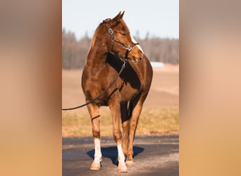 Arabian Partbred, Gelding, 3 years, 14,2 hh, Chestnut-Red