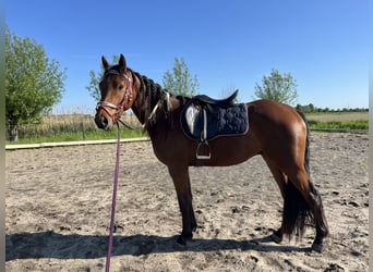 Arabian Partbred, Gelding, 3 years, 14.3 hh, Brown