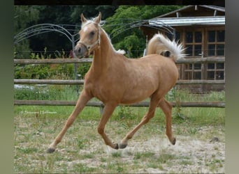 Arabian Partbred, Gelding, 3 years, 15 hh, Palomino
