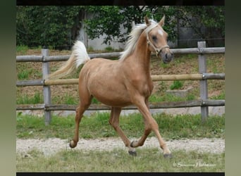Arabian Partbred, Gelding, 3 years, 15 hh, Palomino