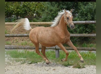 Arabian Partbred, Gelding, 3 years, 15 hh, Palomino
