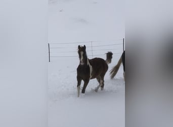 Arabian Partbred, Gelding, 3 years, 15,1 hh, Chestnut-Red