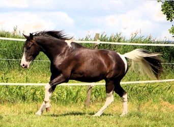 Arabian Partbred, Gelding, 4 years, 14.1 hh, Black