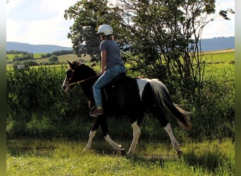 Arabian Partbred, Gelding, 4 years, 14.1 hh, Black