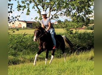 Arabian Partbred, Gelding, 4 years, 14.1 hh, Black