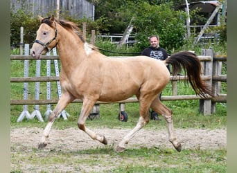 Arabian Partbred, Gelding, 4 years, 14,1 hh