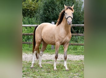 Arabian Partbred, Gelding, 4 years, 14,1 hh