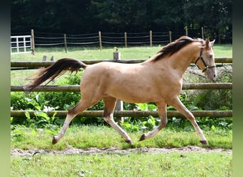 Arabian Partbred, Gelding, 4 years, 14,1 hh