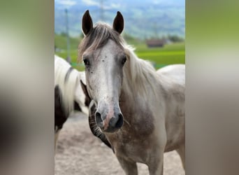 Arabian Partbred Mix, Gelding, 4 years, 14.2 hh, Pinto