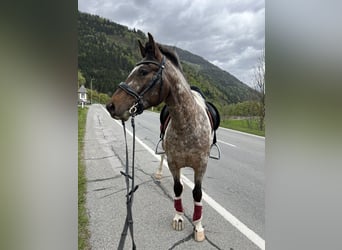 Arabian Partbred Mix, Gelding, 4 years, 14 hh, Pinto