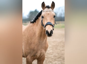 Arabian Partbred, Gelding, 4 years, 15,1 hh, Buckskin