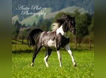 Arabian Partbred, Gelding, 4 years, 15 hh, Pinto