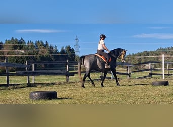 Arabian Partbred, Gelding, 5 years, 14.1 hh, Grey