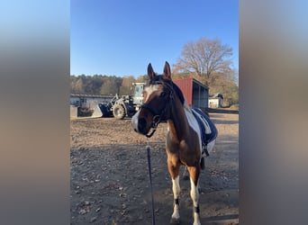 Arabian Partbred, Gelding, 5 years, 14.2 hh, Pinto