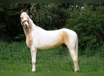 Arabian Partbred, Gelding, 5 years, 14.2 hh, Pinto