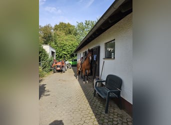 Arabian Partbred, Gelding, 6 years, 15,2 hh, Brown