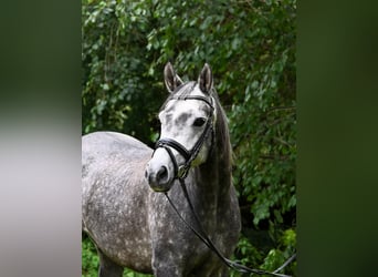 Arabian Partbred, Gelding, 7 years, 14,2 hh, Grey