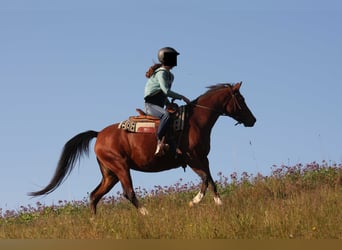 Arabian Partbred Mix, Mare, 10 years, 14,2 hh, Brown