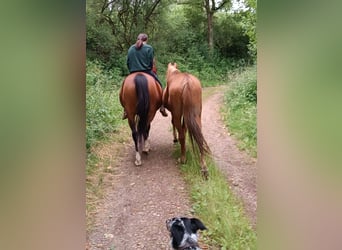 Arabian Partbred Mix, Mare, 10 years, 14,2 hh, Brown