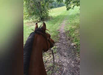 Arabian Partbred Mix, Mare, 10 years, 14,2 hh, Brown