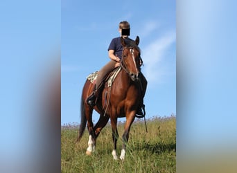Arabian Partbred Mix, Mare, 10 years, 14,2 hh, Brown
