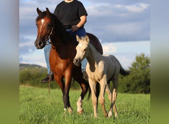 Arabian Partbred Mix, Mare, 10 years, 14,2 hh, Brown