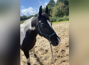 Arabian Partbred Mix, Mare, 11 years, 15.1 hh, Pinto