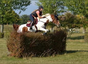 Arabian Partbred, Mare, 11 years, 16 hh, Pinto