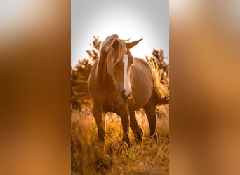 Arabian Partbred, Mare, 11 years, Chestnut-Red