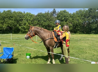 Arabian Partbred, Mare, 11 years, Chestnut-Red