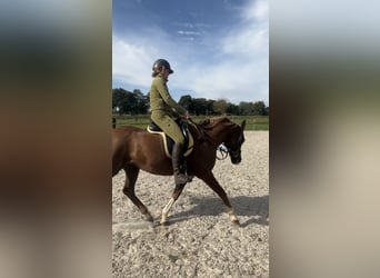 Arabian Partbred, Mare, 11 years, Chestnut-Red