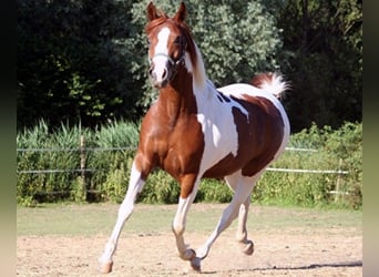 Arabian Partbred, Mare, 12 years, 14.2 hh, Tobiano-all-colors