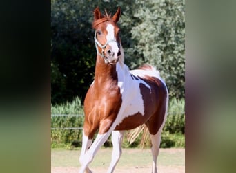 Arabian Partbred, Mare, 12 years, 14.2 hh, Tobiano-all-colors