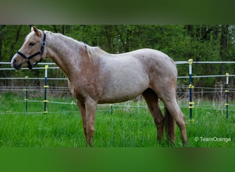 Arabian Partbred, Mare, 12 years, 14.3 hh, Palomino
