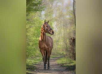 Arabian Partbred, Mare, 12 years, 15 hh, Brown