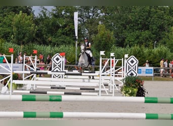 Arabian Partbred, Mare, 13 years, 14.1 hh, Brown