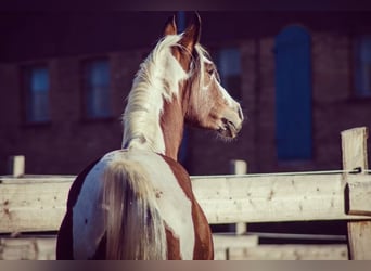 Arabian Partbred, Mare, 14 years, 14,2 hh, Tobiano-all-colors