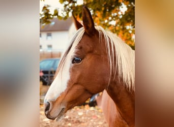 Arabian Partbred, Mare, 14 years, 14,2 hh, Tobiano-all-colors