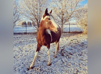 Arabian Partbred, Mare, 14 years, 14,2 hh, Tobiano-all-colors